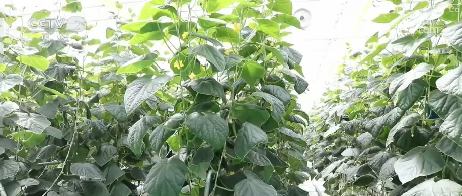 “菜篮子”产品供给有保障价格平稳 可满足城乡居民消费需求