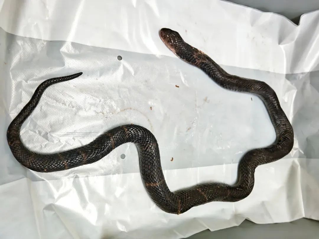 在深圳过关，大爷竟从塑料袋中掏出一条眼镜蛇