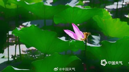 北京紫竹院荷花娇艳 绿叶相映显清凉 北京紫竹院荷花娇艳 绿叶相映显清凉