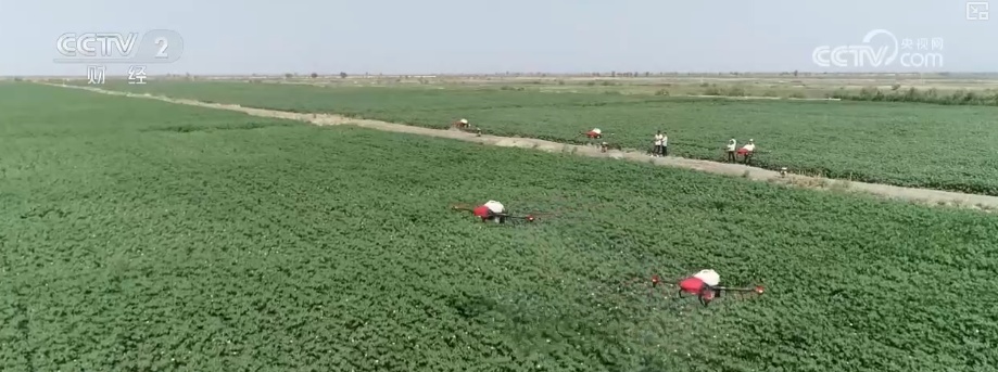 “指尖轻触”智慧耕作 “科技卫士”成得力助手 棉田管理更“聪明”夯实丰产基础