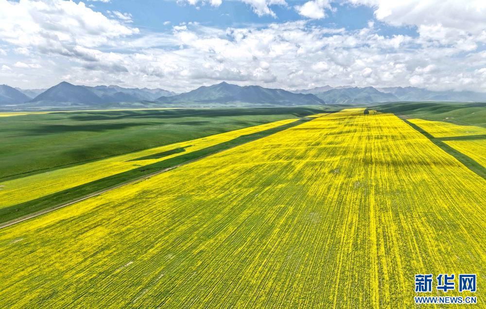 甘肃张掖：祁连山下铺“金”毯