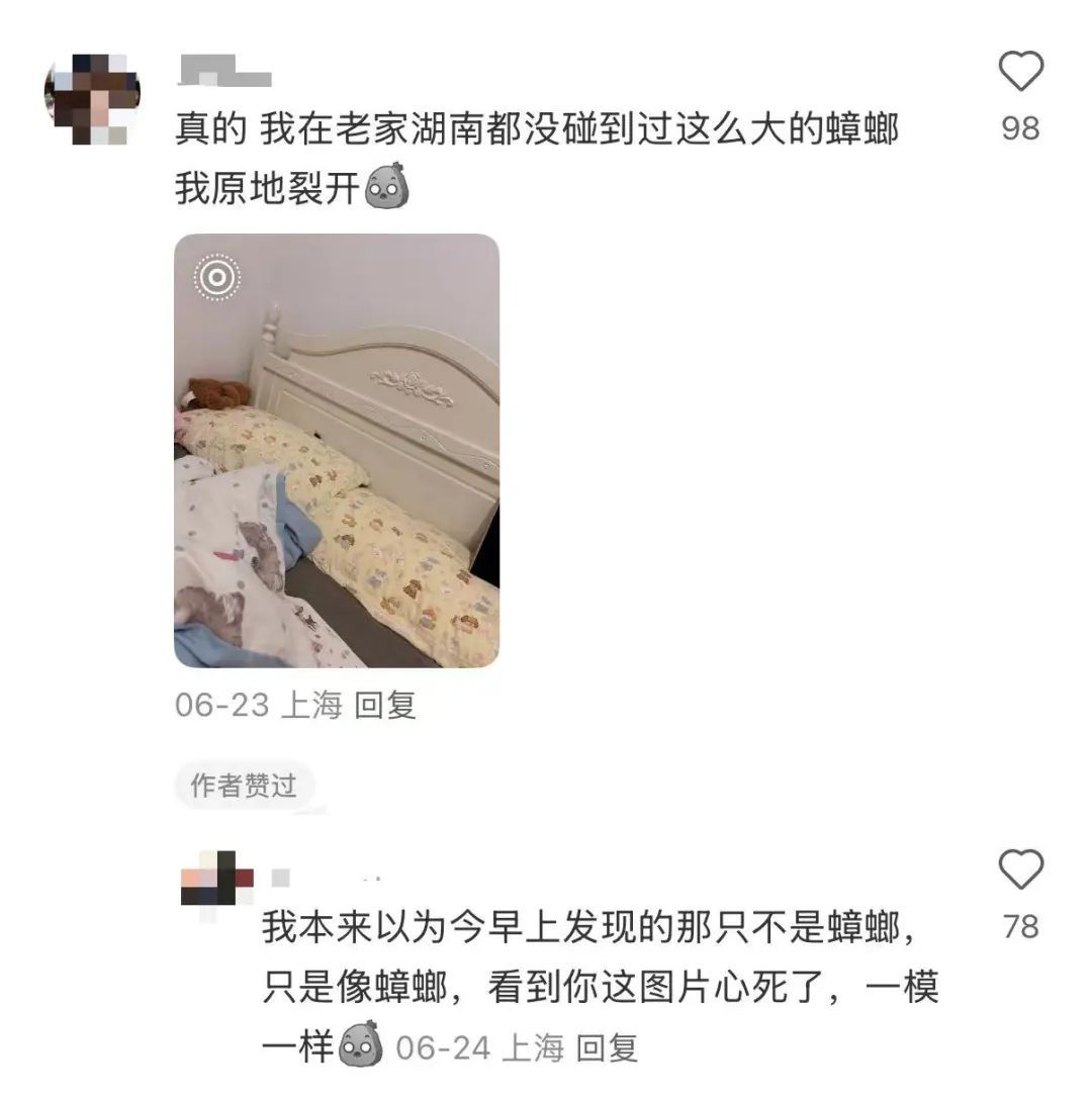 上海人周末泡汤?1个好消息1个坏消息网友晒家中"巨型蟑螂"头皮发麻,科普! 上海人周末泡汤?1个好消息1个坏消息网友晒家中"巨型蟑螂"头皮发麻,科普!