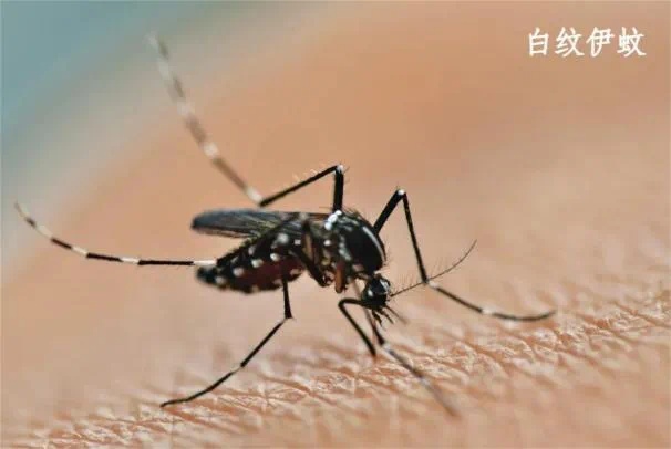 蚊子咬一口可能中招？广州存在传播风险！基孔肯雅热来袭