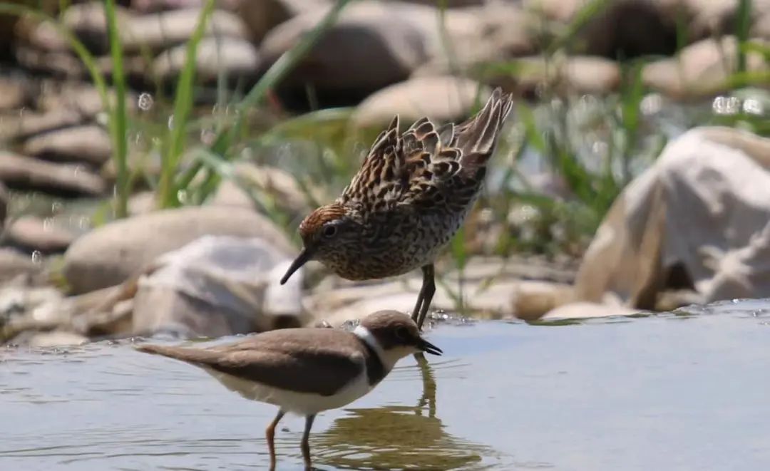 滹沱河来了尖尾滨鹬 这种鸟很少在石家庄出现