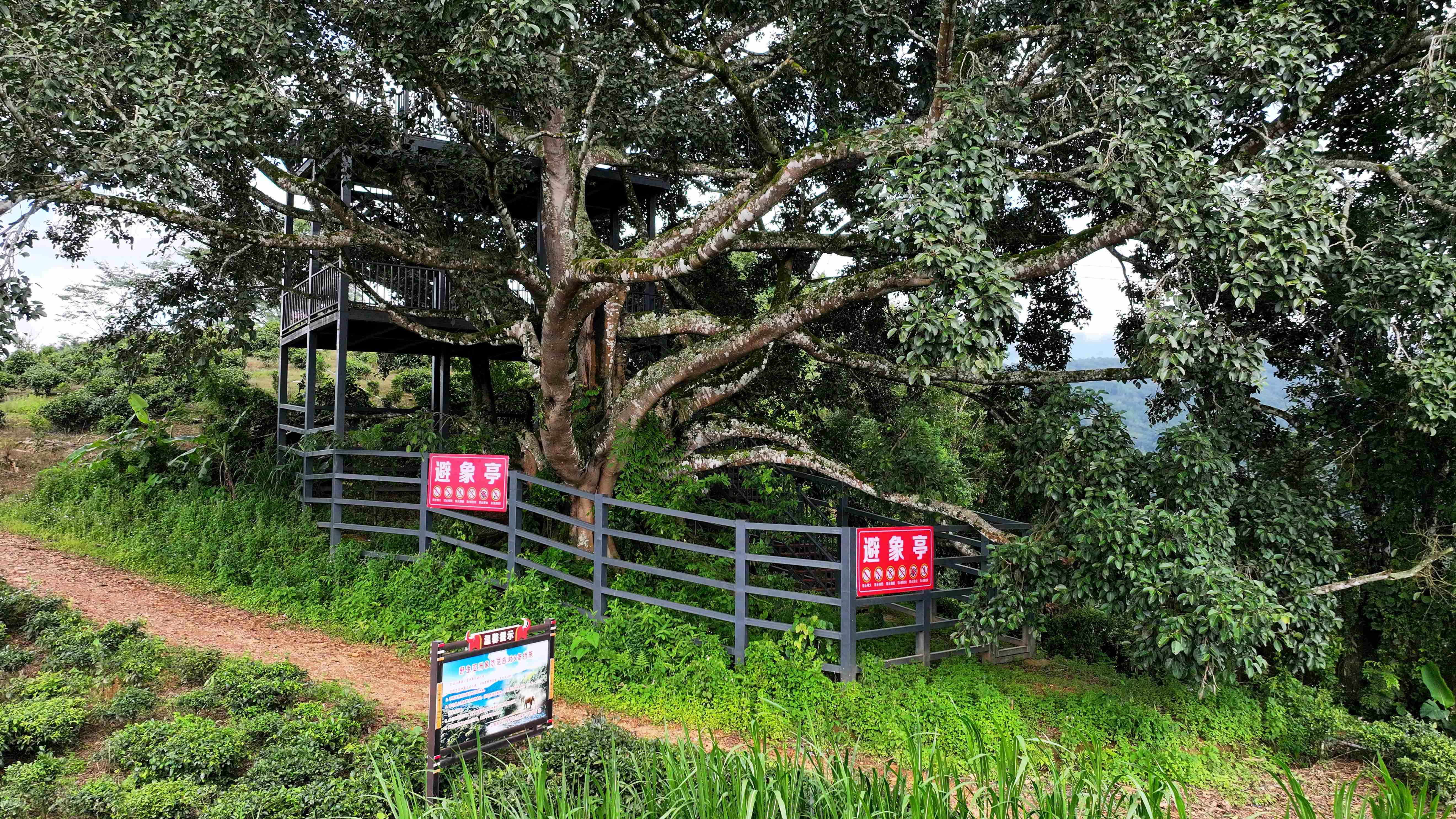 云南:南滚河保护区健全野生亚洲象监测预警体系 云南:南滚河保护区健全野生亚洲象监测预警体系