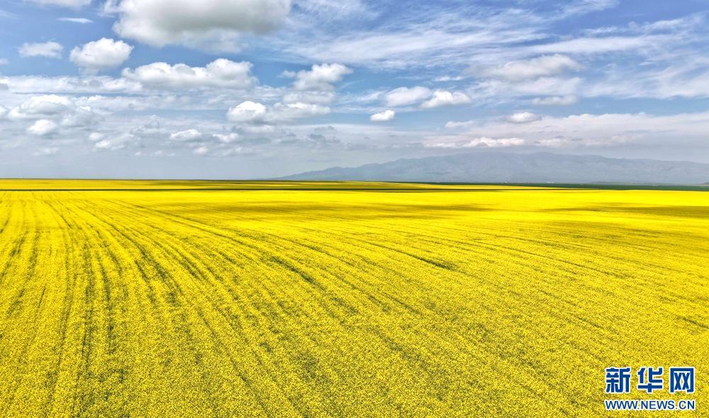 甘肃张掖：祁连山下铺“金”毯