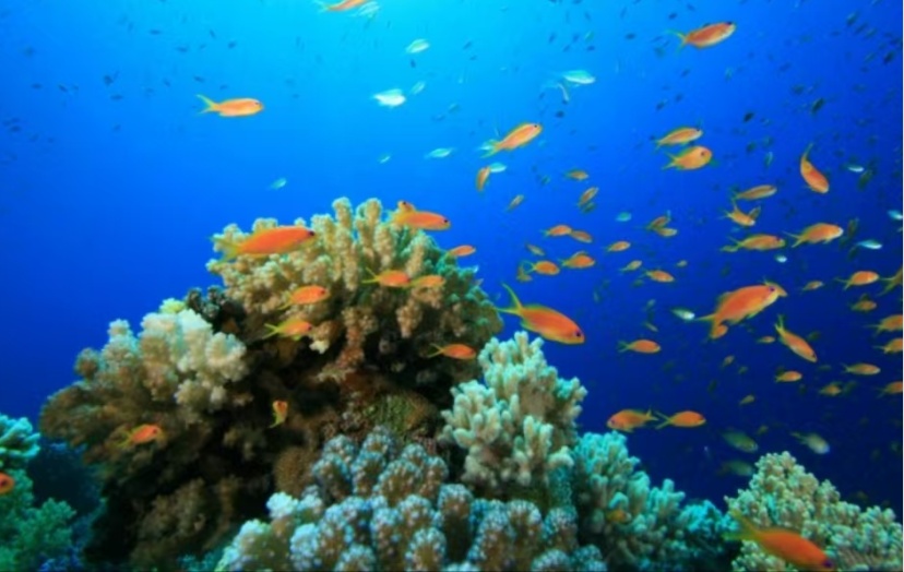 暑期活动 | 青年话科学第43期：解码地球的立体拼图与生命之海