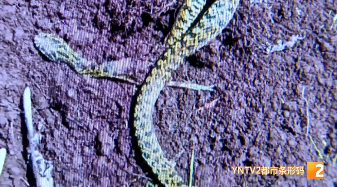 近期高发！昆明有医院已收治上百例患者！医生紧急提醒→