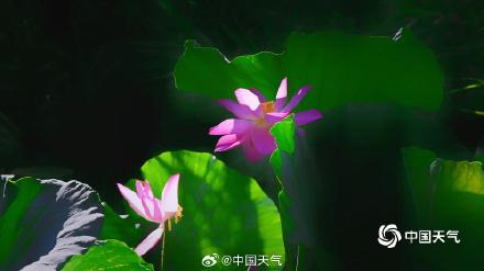 北京紫竹院荷花娇艳 绿叶相映显清凉 北京紫竹院荷花娇艳 绿叶相映显清凉