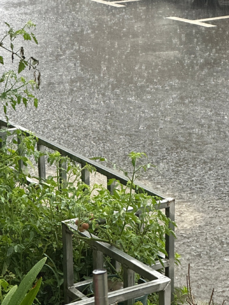蓝色预警！一早上海暴雨刷屏，网友：去上班全身湿透……新台风已生成
