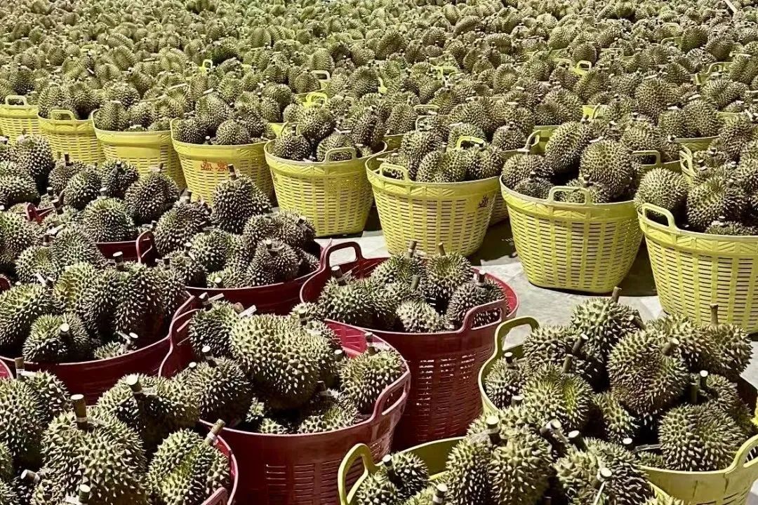 日均突破1400吨！一大波榴莲坐着火车来了