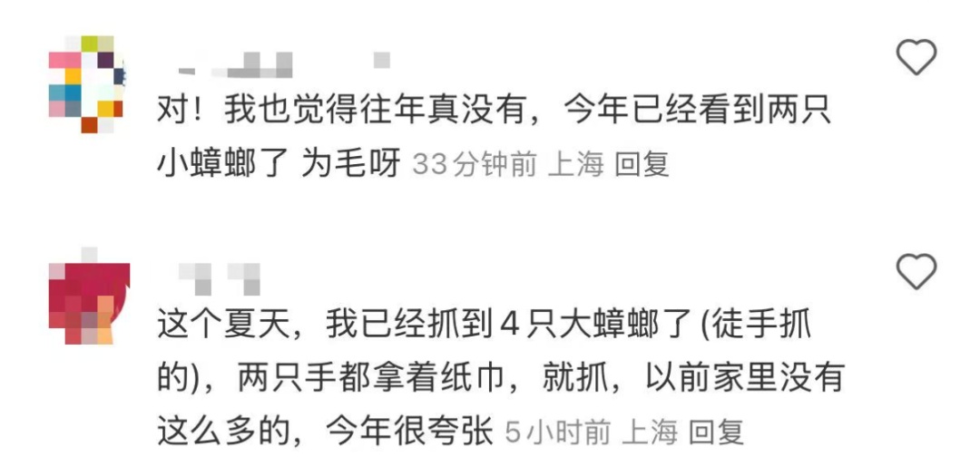 上海人周末泡汤?1个好消息1个坏消息网友晒家中"巨型蟑螂"头皮发麻,科普! 上海人周末泡汤?1个好消息1个坏消息网友晒家中"巨型蟑螂"头皮发麻,科普!