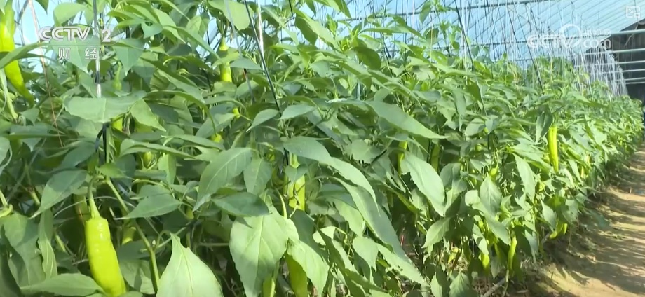 “菜篮子”产品供给有保障价格平稳 可满足城乡居民消费需求