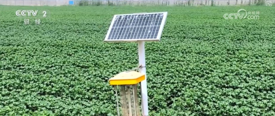 “指尖轻触”智慧耕作 “科技卫士”成得力助手 棉田管理更“聪明”夯实丰产基础