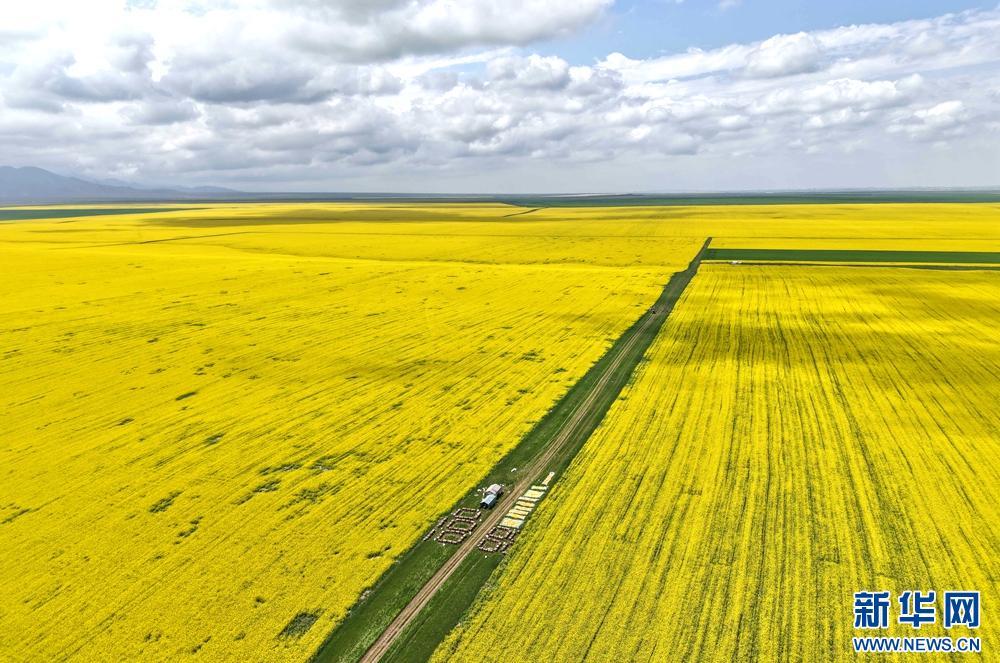 甘肃张掖：祁连山下铺“金”毯