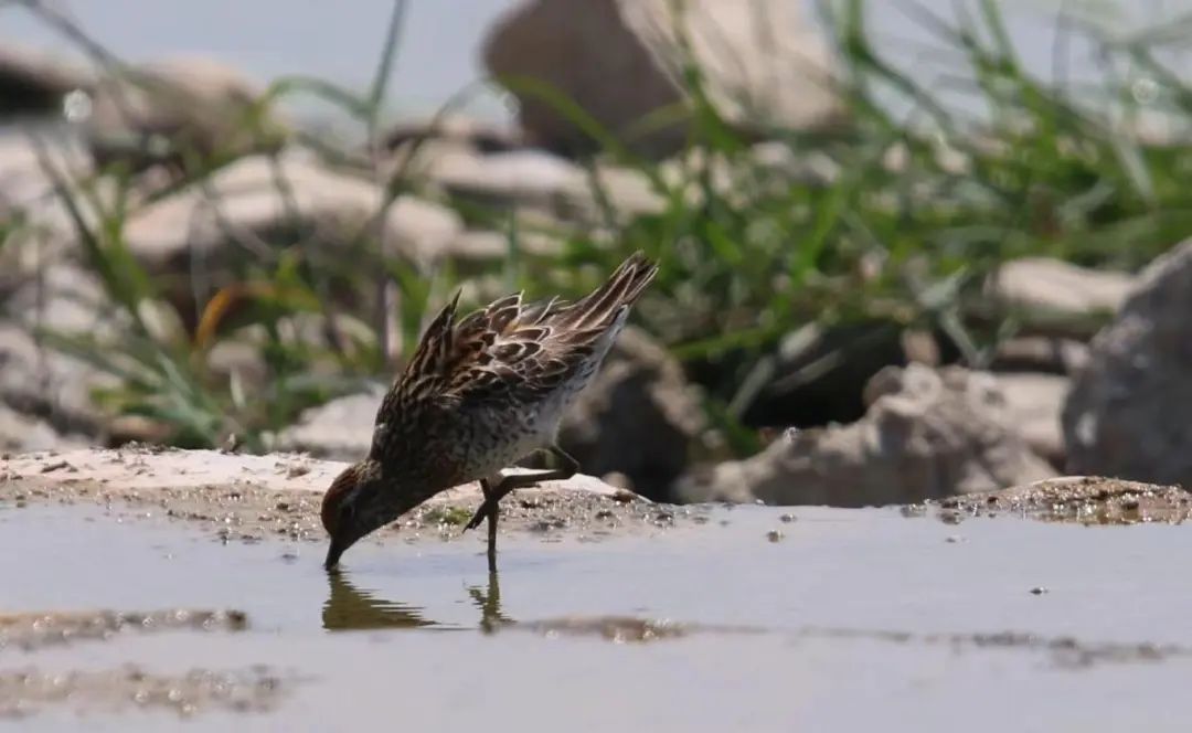 滹沱河来了尖尾滨鹬 这种鸟很少在石家庄出现
