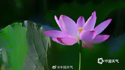北京紫竹院荷花娇艳 绿叶相映显清凉 北京紫竹院荷花娇艳 绿叶相映显清凉