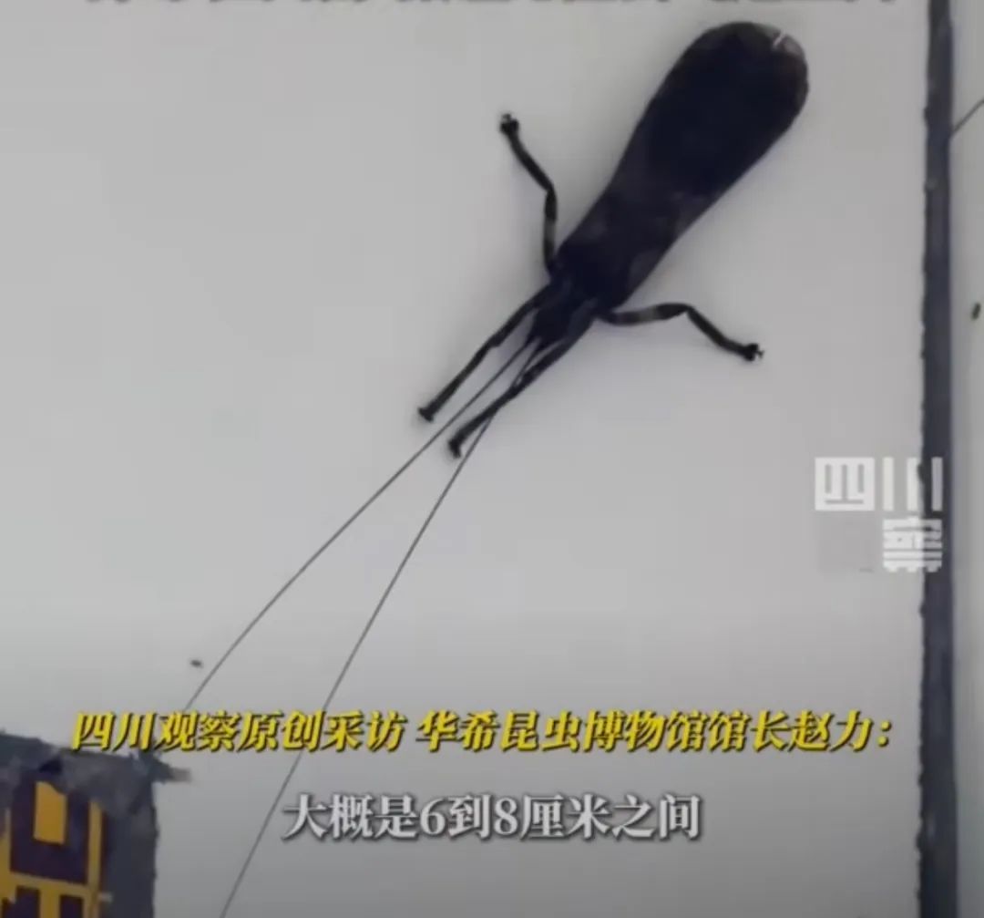上海人周末泡汤?1个好消息1个坏消息网友晒家中"巨型蟑螂"头皮发麻,科普! 上海人周末泡汤?1个好消息1个坏消息网友晒家中"巨型蟑螂"头皮发麻,科普!