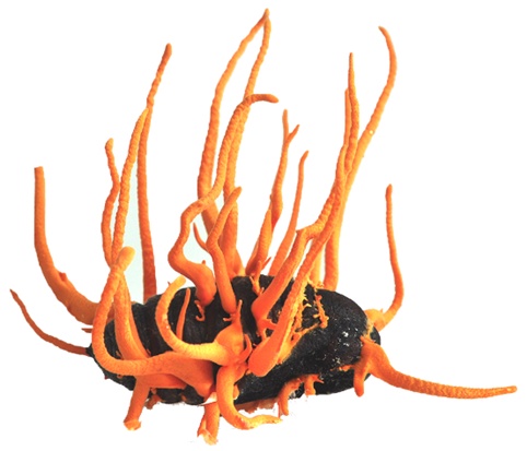 细思极恐！虫草能把蚂蚁等生物变成“僵尸傀儡”?