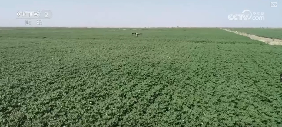 “指尖轻触”智慧耕作 “科技卫士”成得力助手 棉田管理更“聪明”夯实丰产基础