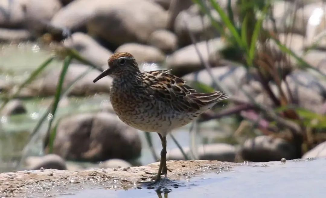 滹沱河来了尖尾滨鹬 这种鸟很少在石家庄出现
