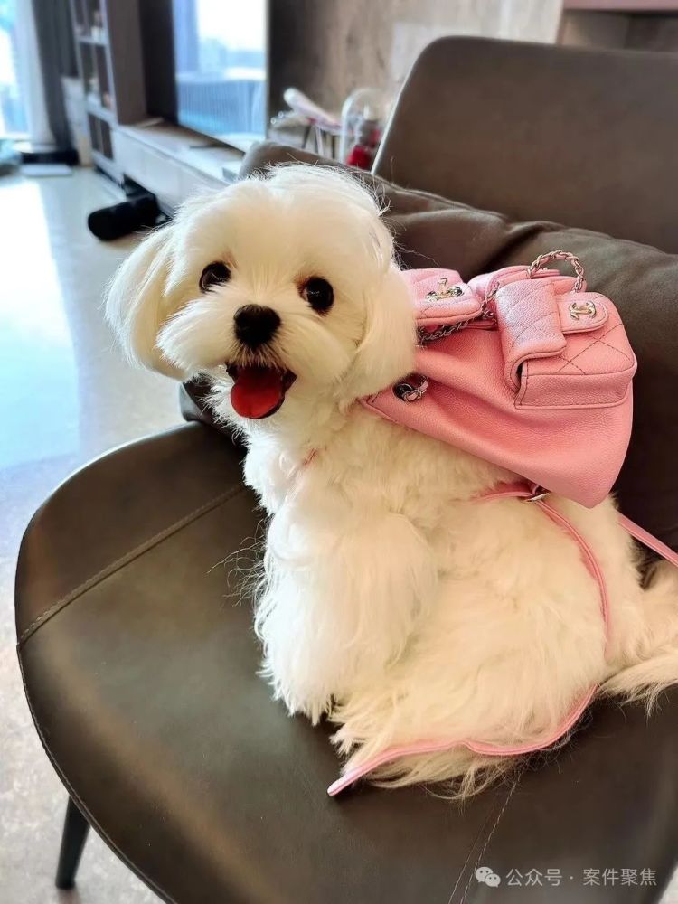 上海一女子分手后遇“复仇者联盟”，为狗花了60多万元！结果傻眼……