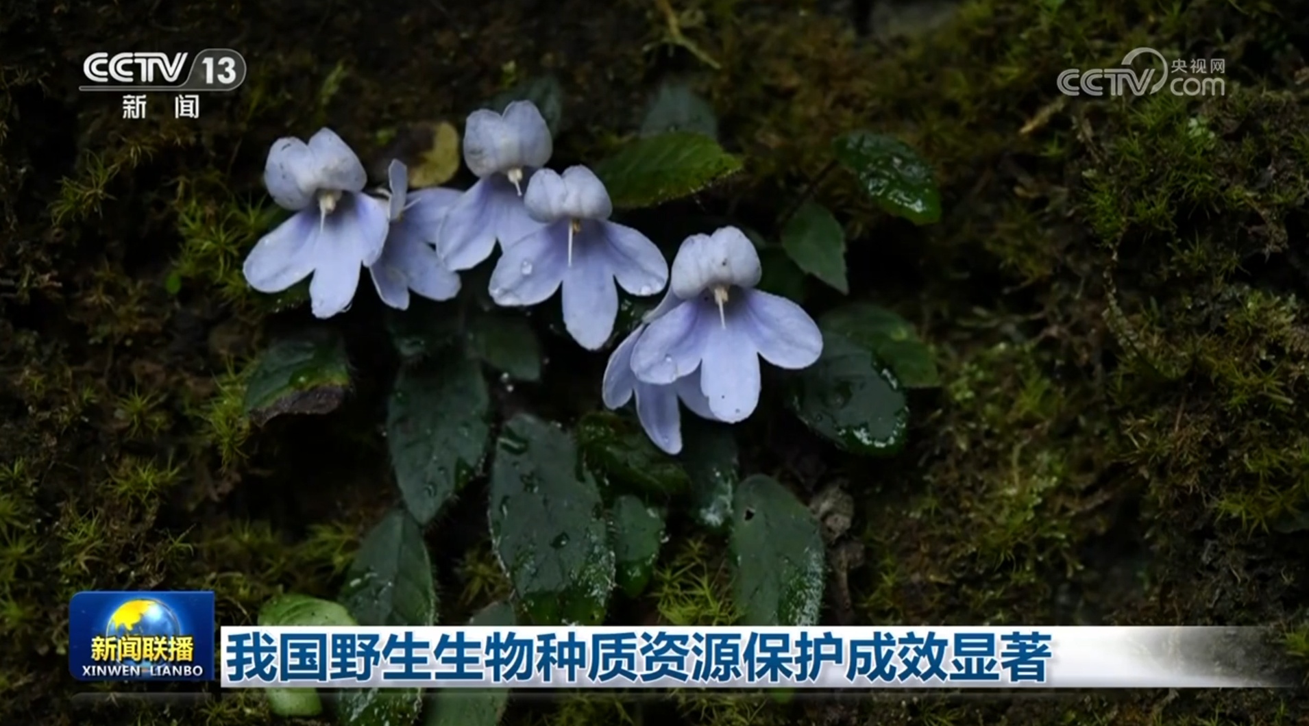 我国野生生物种质资源保护成效显著 我国野生生物种质资源保护成效显著