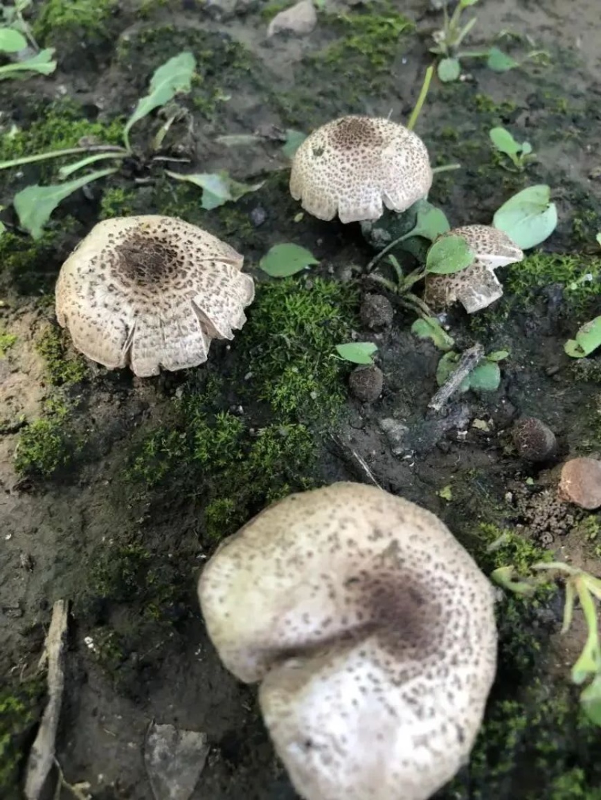 警惕，雨后北京公园及郊区，现剧毒蘑菇，酷似香菇，这些蘑菇不要采