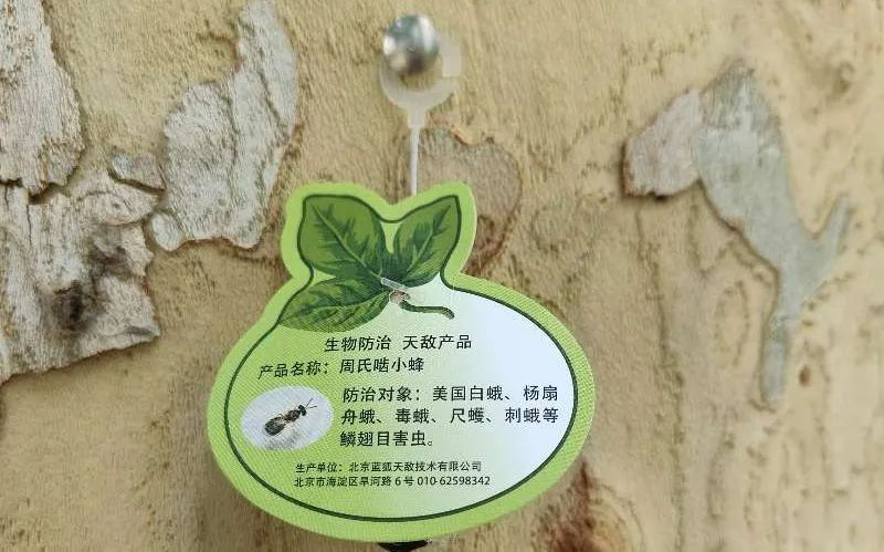 北京街头树干上惊现大量蚕茧，别碰！有大用！