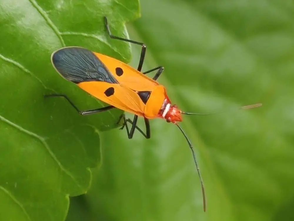 头皮发麻!这种红虫子“组团”现身广东街头?专家这样建议→ 头皮发麻!这种红虫子“组团”现身广东街头?专家这样建议→