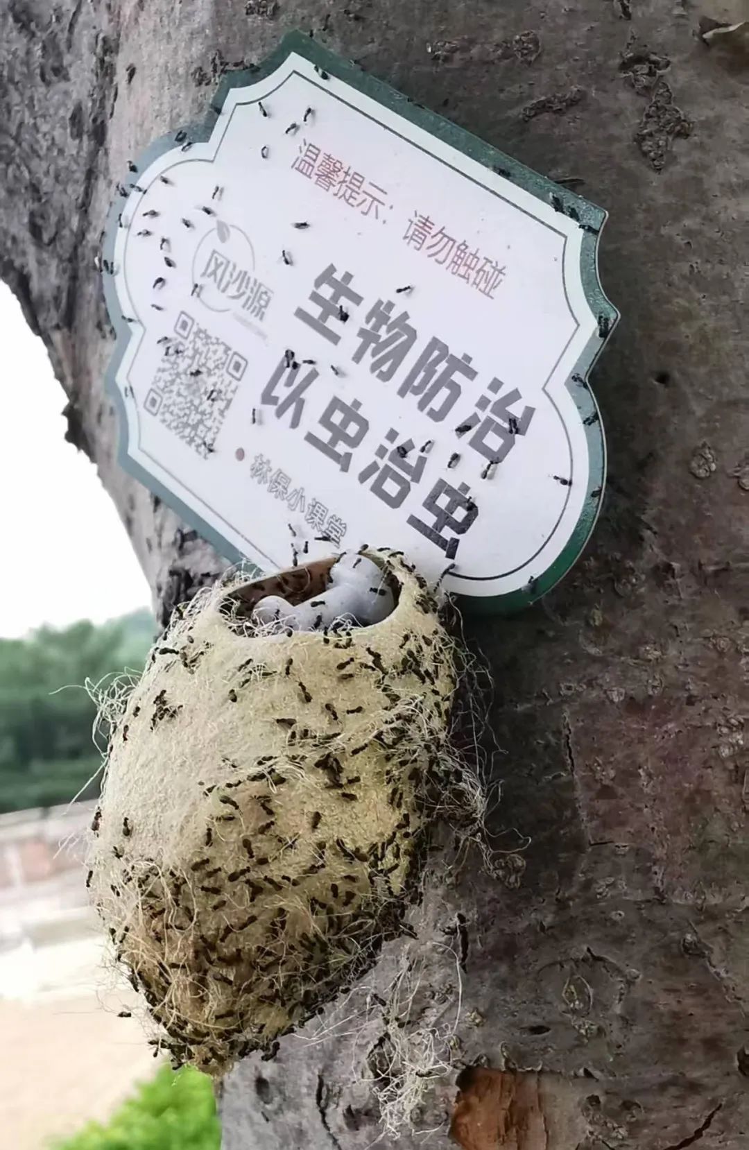 北京街头树干上惊现大量蚕茧，别碰！有大用！