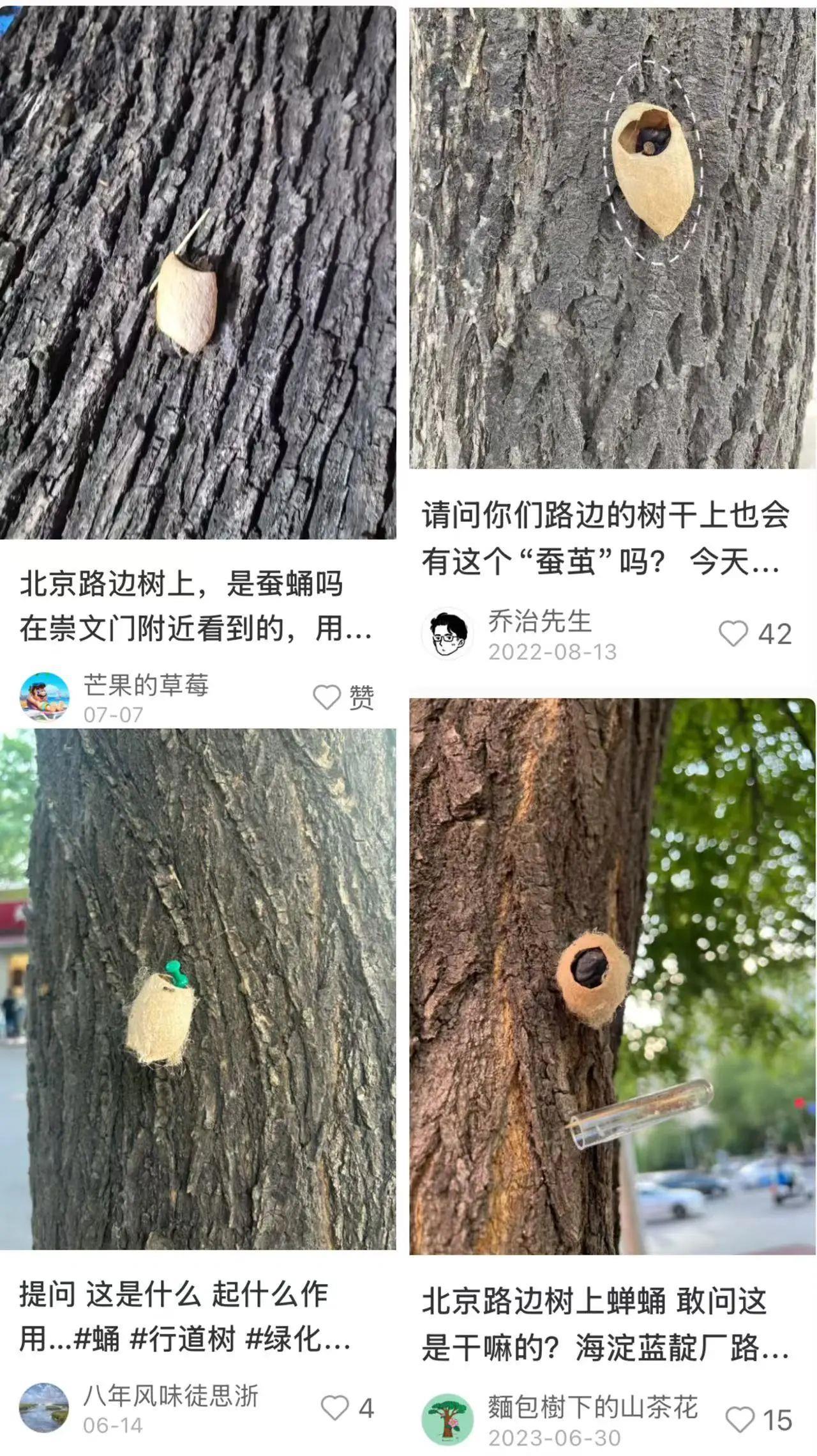 在北京路边看到这种黑色的蛹千万别动 网友：有“编制”
