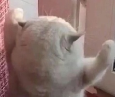 “大几发小狗？”“好像是大二下学期！”