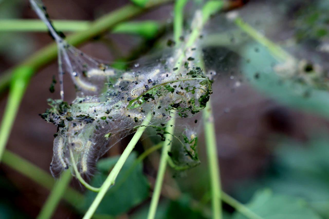 在北京路边看到这种黑色的蛹千万别动 网友：有“编制”
