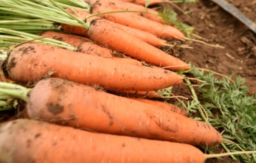 癌细胞最“恨”的10种食物!第3种很多人天天吃却不知它能抗癌 癌细胞最“恨”的10种食物!第3种很多人天天吃却不知它能抗癌
