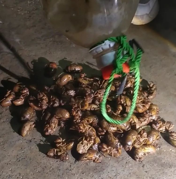 一个9毛！郑州村民“摸知了猴”一晚能赚一百多