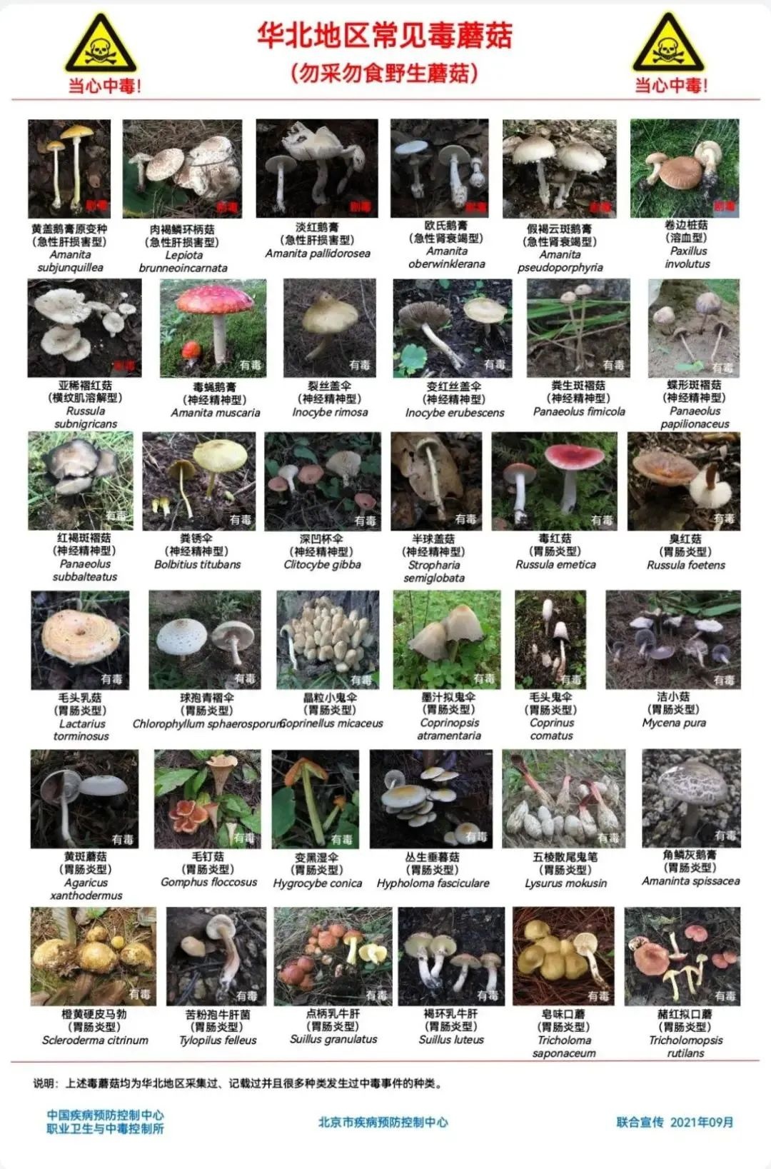 警惕，雨后北京公园及郊区，现剧毒蘑菇，酷似香菇，这些蘑菇不要采