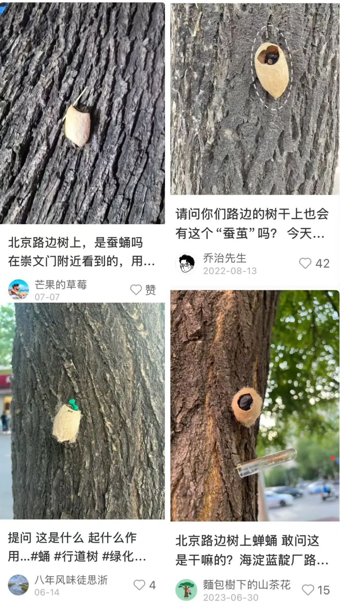 北京街头树干上惊现大量蚕茧，别碰！有大用！