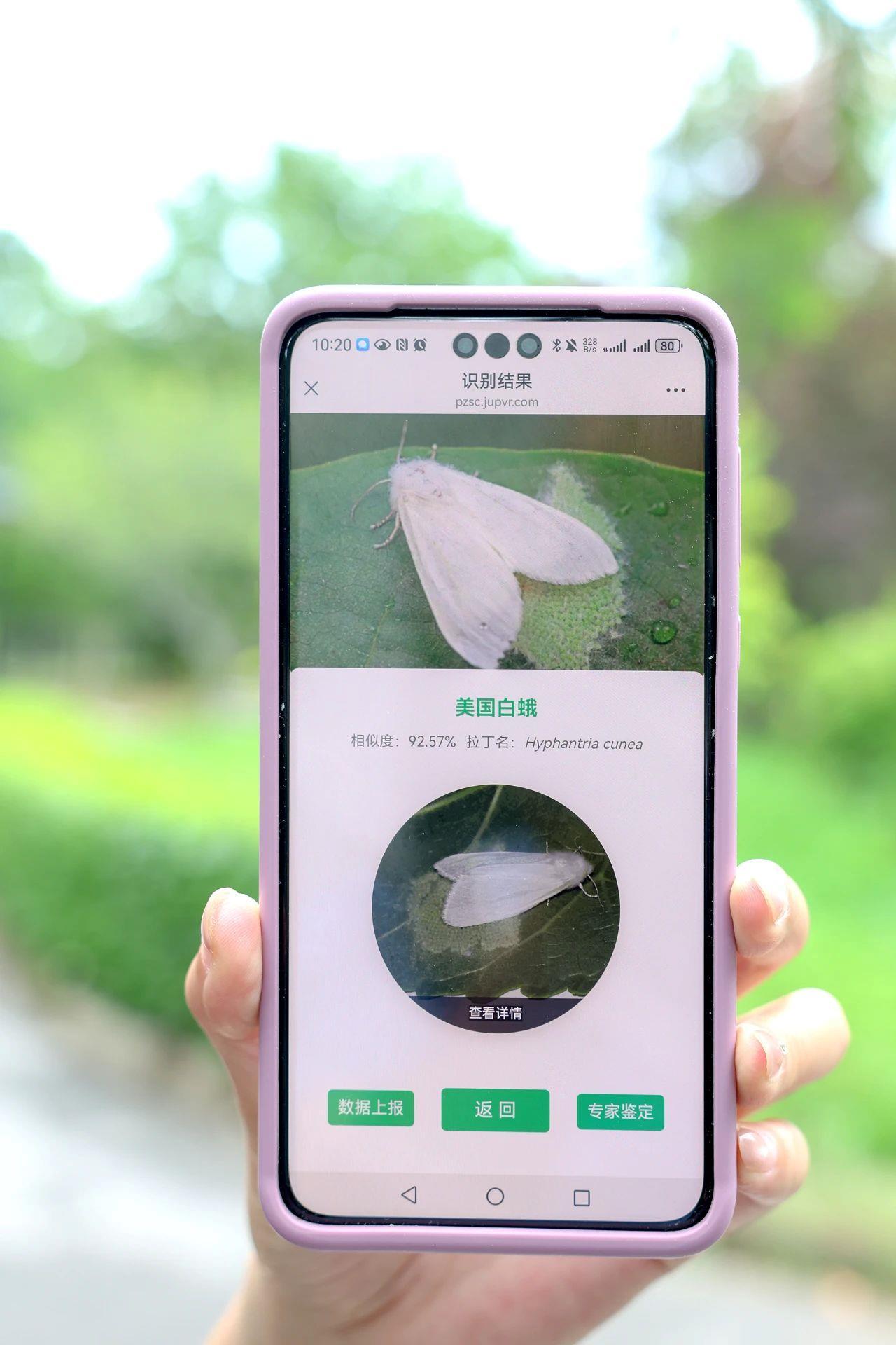 在北京路边看到这种黑色的蛹千万别动 网友：有“编制”