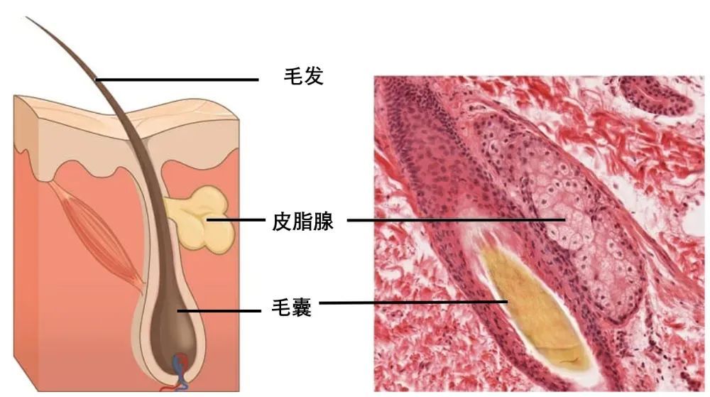 真的想问：下巴凸起的小颗粒，到底是什么呀？