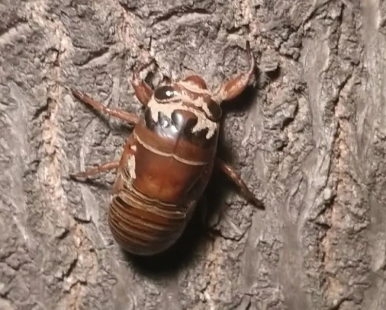 一个9毛！郑州村民“摸知了猴”一晚能赚一百多