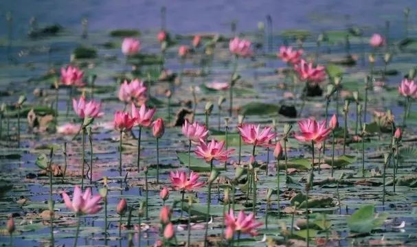 暂停开放！广州市多个景区发布闭园公告