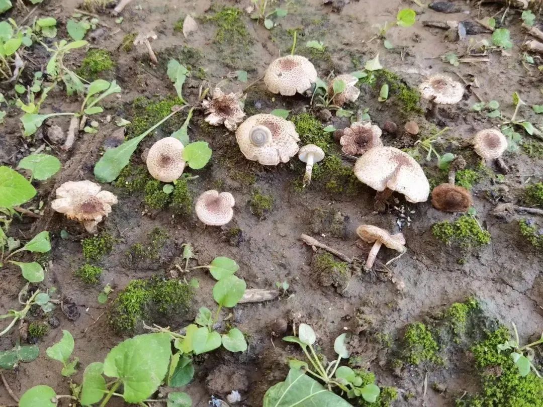 警惕，雨后北京公园及郊区，现剧毒蘑菇，酷似香菇，这些蘑菇不要采