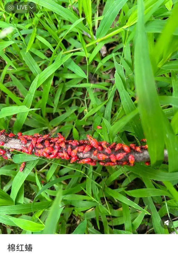 头皮发麻!这种红虫子“组团”现身广东街头?专家这样建议→ 头皮发麻!这种红虫子“组团”现身广东街头?专家这样建议→