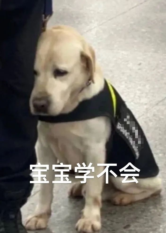 “大几发小狗？”“好像是大二下学期！”