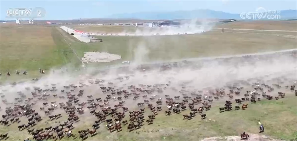 新疆昭苏草原上演“万马奔腾”壮观景象 马产业蓬勃发展打造影响力IP 新疆昭苏草原上演“万马奔腾”壮观景象 马产业蓬勃发展打造影响力IP