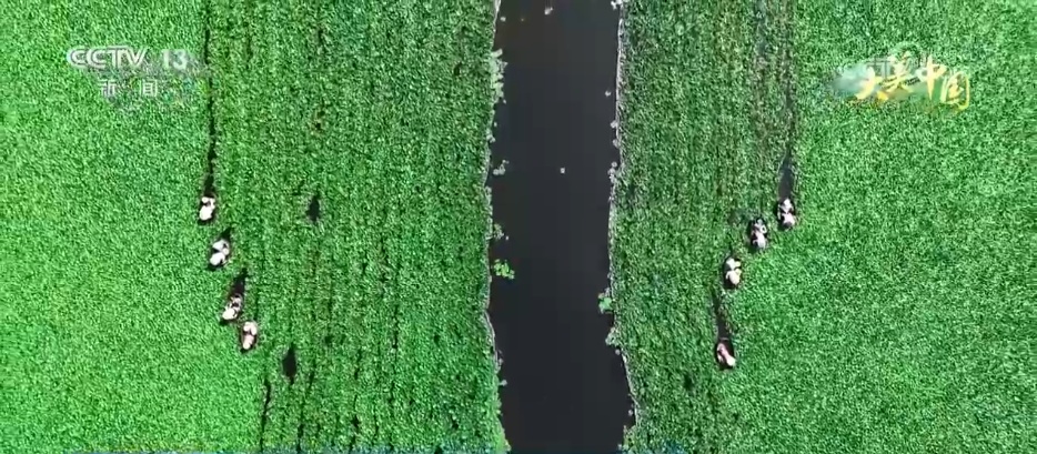 青峰翠壑、奇松怪石、碧海银沙……各地夏日美景勾勒出一幅盛夏绮丽画卷