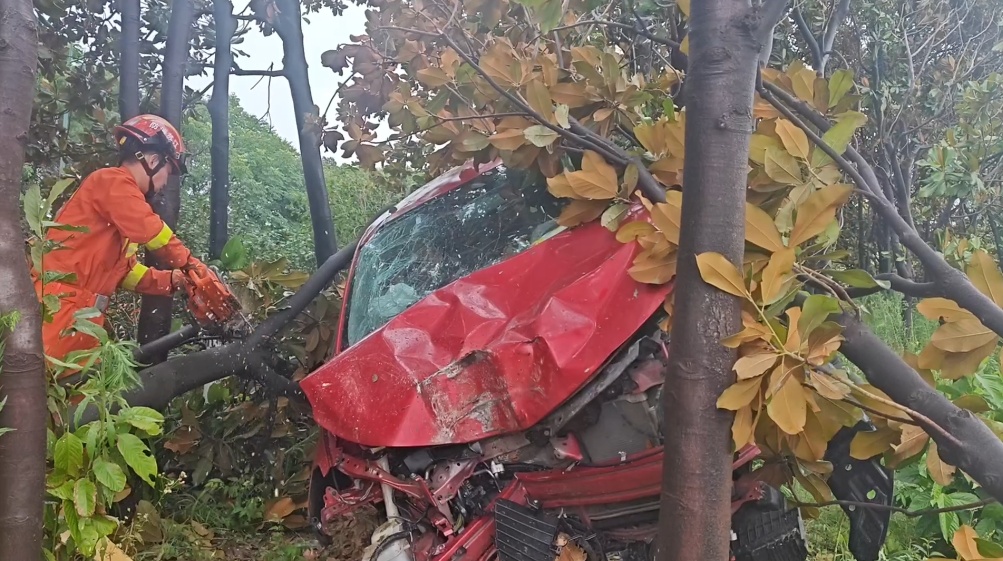 女子将车开上了树,竟是因为吵架! 女子将车开上了树,竟是因为吵架!