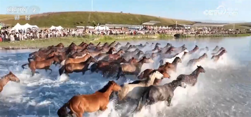 新疆昭苏草原上演“万马奔腾”壮观景象 马产业蓬勃发展打造影响力IP 新疆昭苏草原上演“万马奔腾”壮观景象 马产业蓬勃发展打造影响力IP