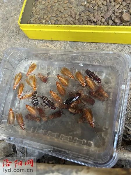 洛阳首现“樱桃红蟑螂”！小区泛滥，“一到晚上蟑螂到处爬”，洛阳疾控回应